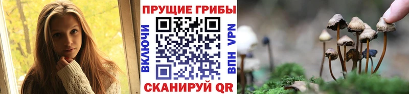 мориарти клад Южно-Сухокумск Галлюциногенные грибы мицелий